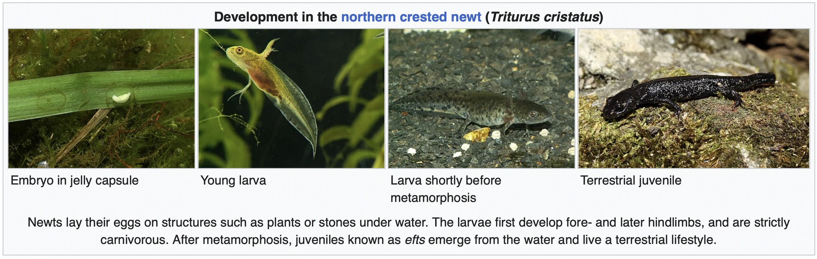 Images of each stage of a newt's lifecycle.